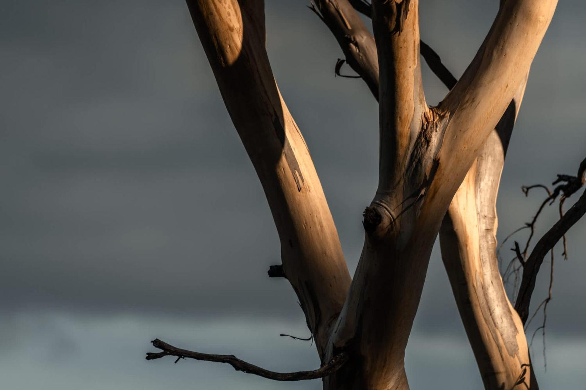 Numie - Freycinet Peninsula - Glamping - Heated - Waterfront Hotel Coles Bay Buitenkant foto