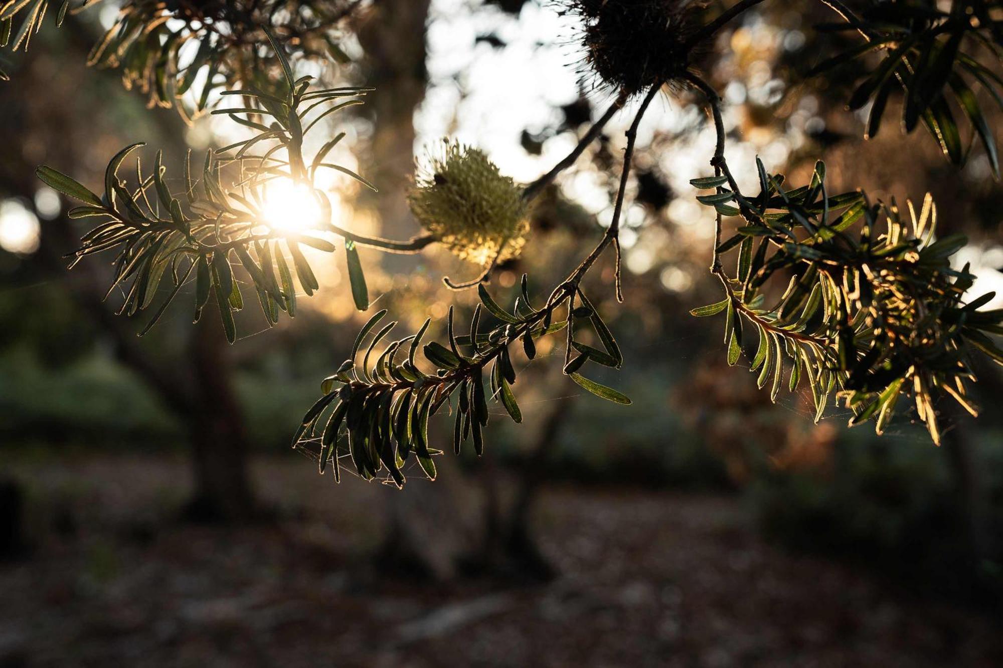 Numie - Freycinet Peninsula - Glamping - Heated - Waterfront Hotel Coles Bay Buitenkant foto